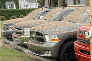 mayflies invade gastonia